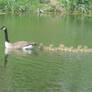 Mommy an Daddy Geese with their young