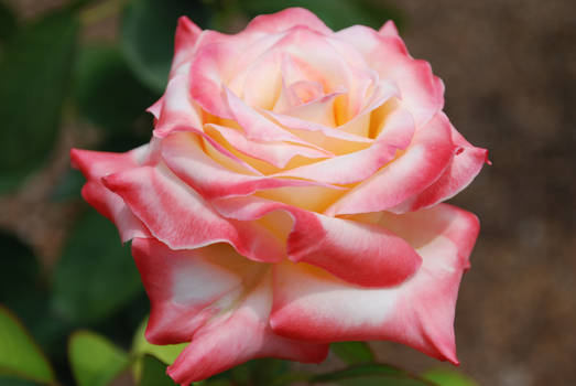 Hybrid Tea Rose