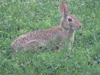 Cautious Rabbit