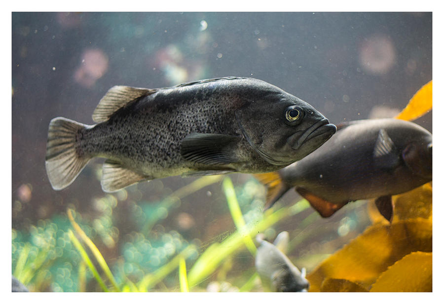 Grumpy Fish: Vancouver Aquarium by lazlar on DeviantArt