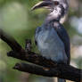 Indian Grey Hornbill