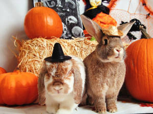 Halloween Bunnies