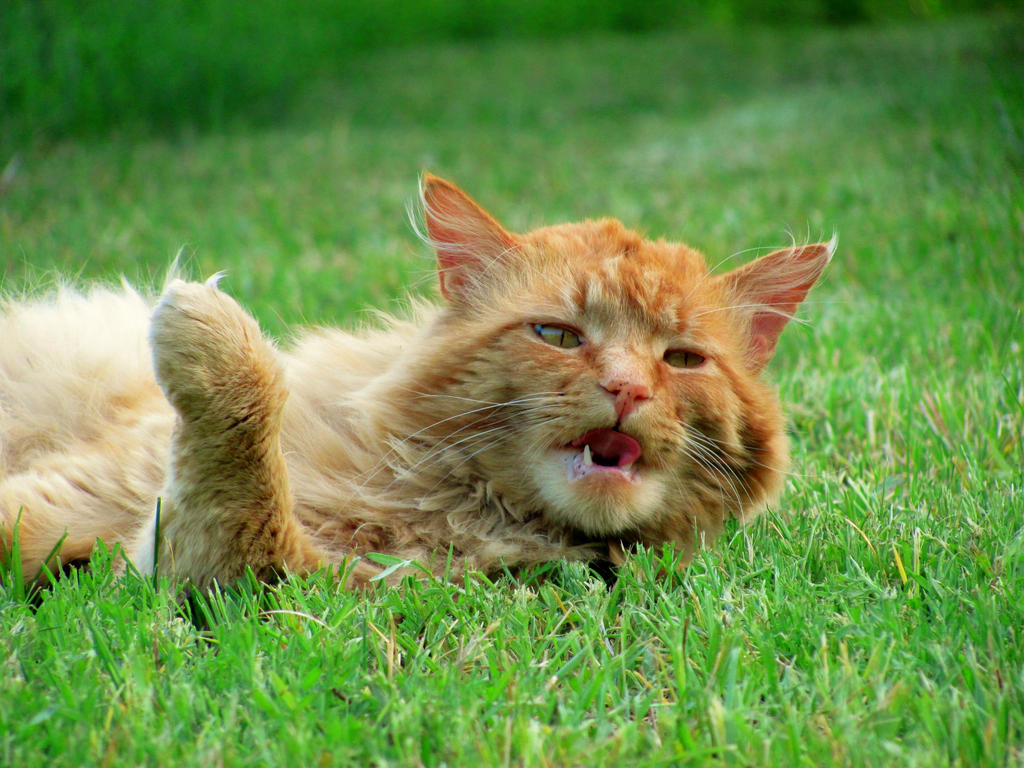 Sun Bathing Pumpkin