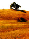 Little Tree On The Prairie 2 by GeoBerserker