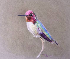 Annas Hummingbird