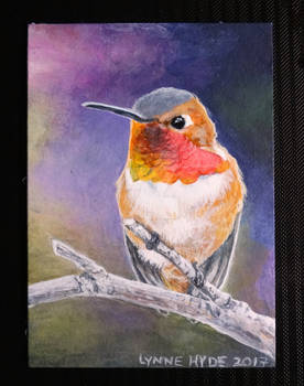 Rufous Hummingbird tiny painting