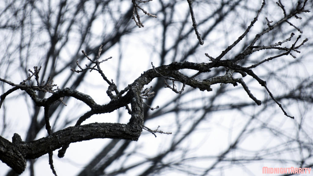 Branch by MidnightRarity
