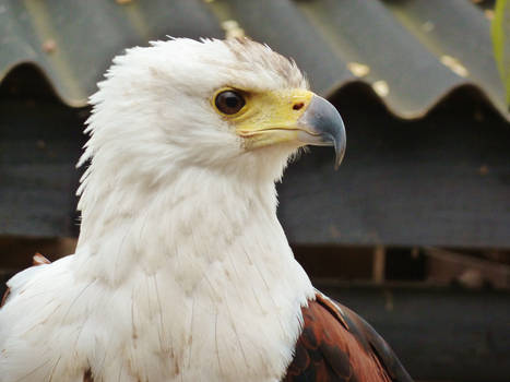 African Fish Eagle