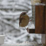 Wren