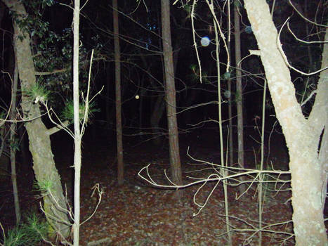 Forest Orbs Two