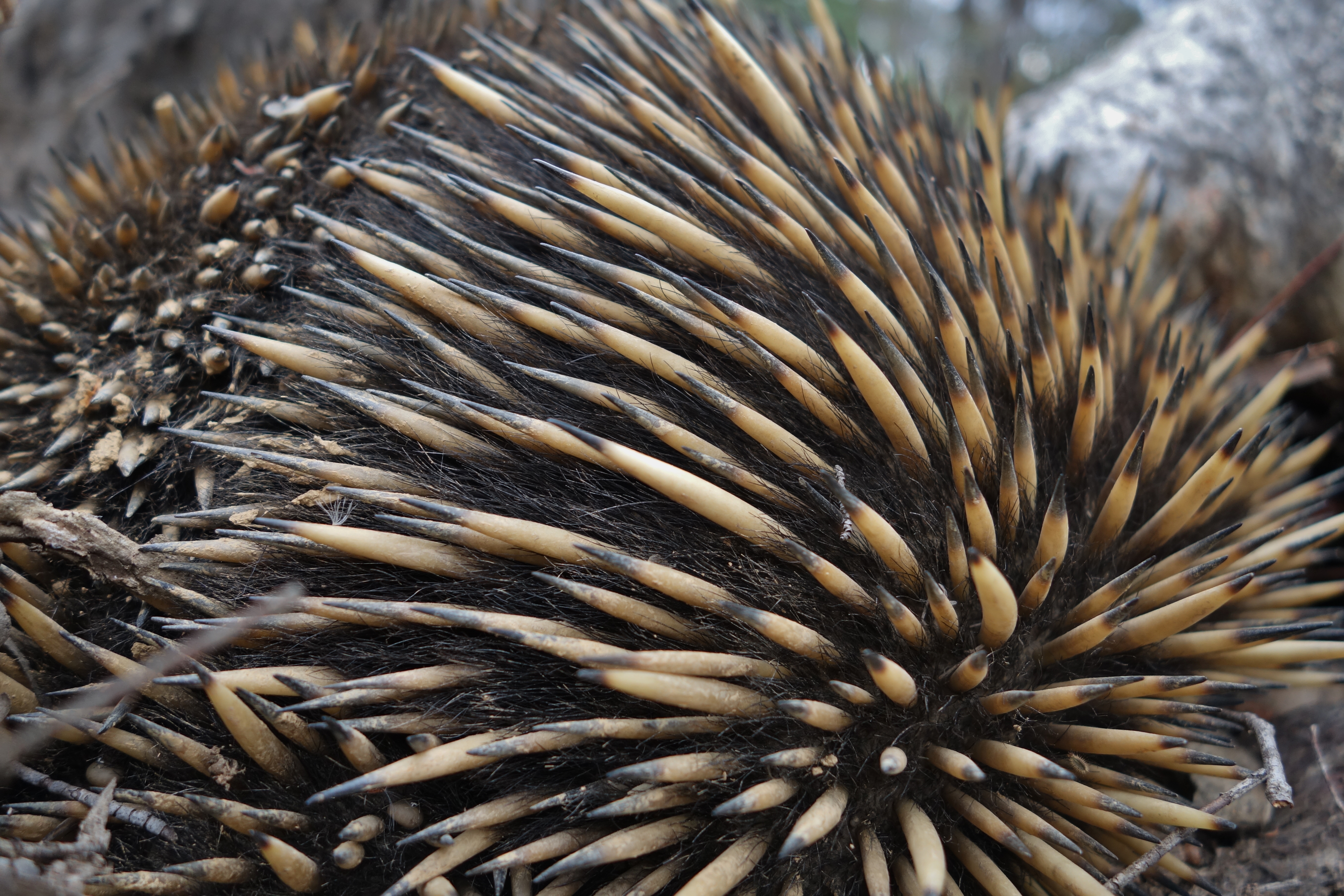 Echidna