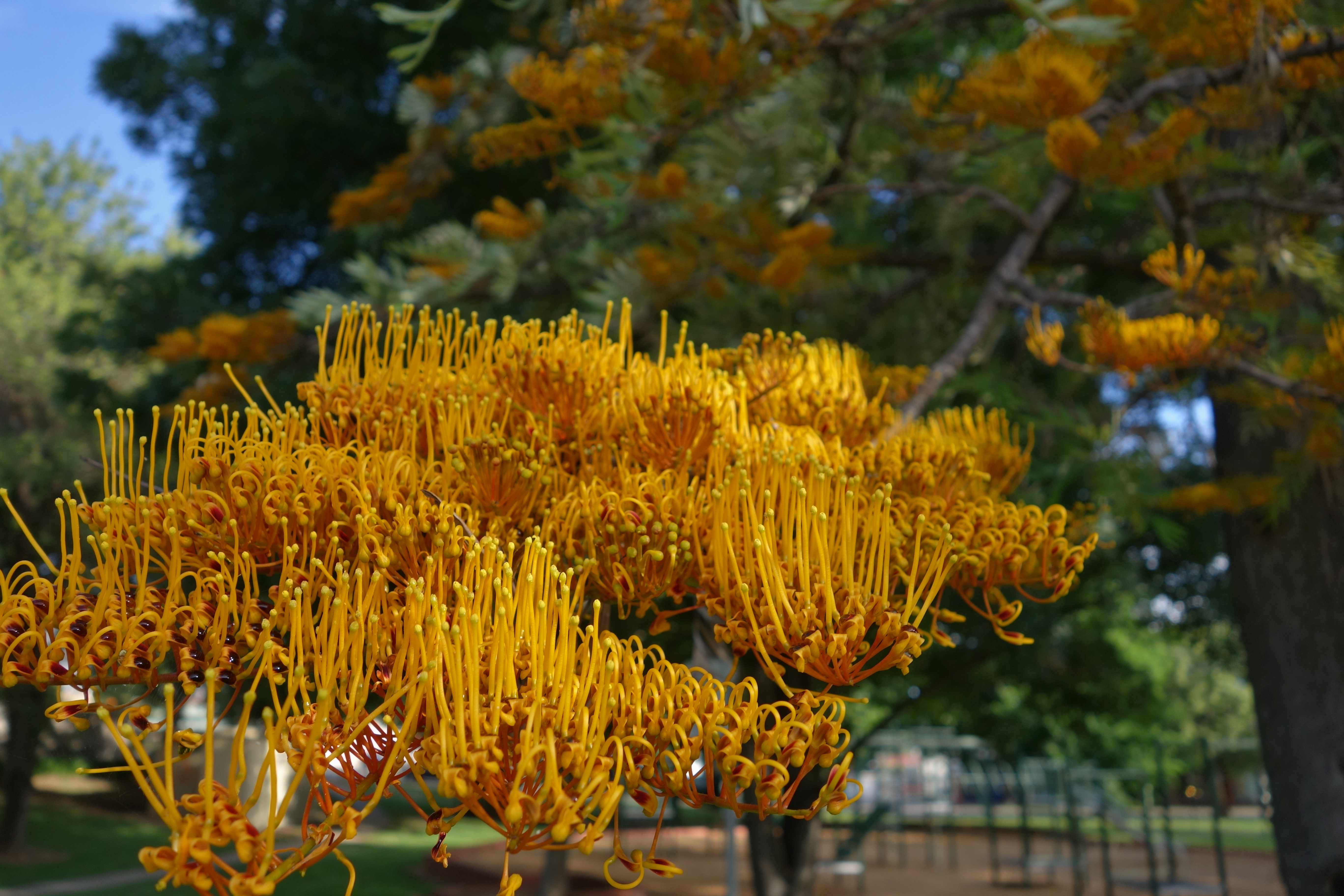 Beautiful Grevillea