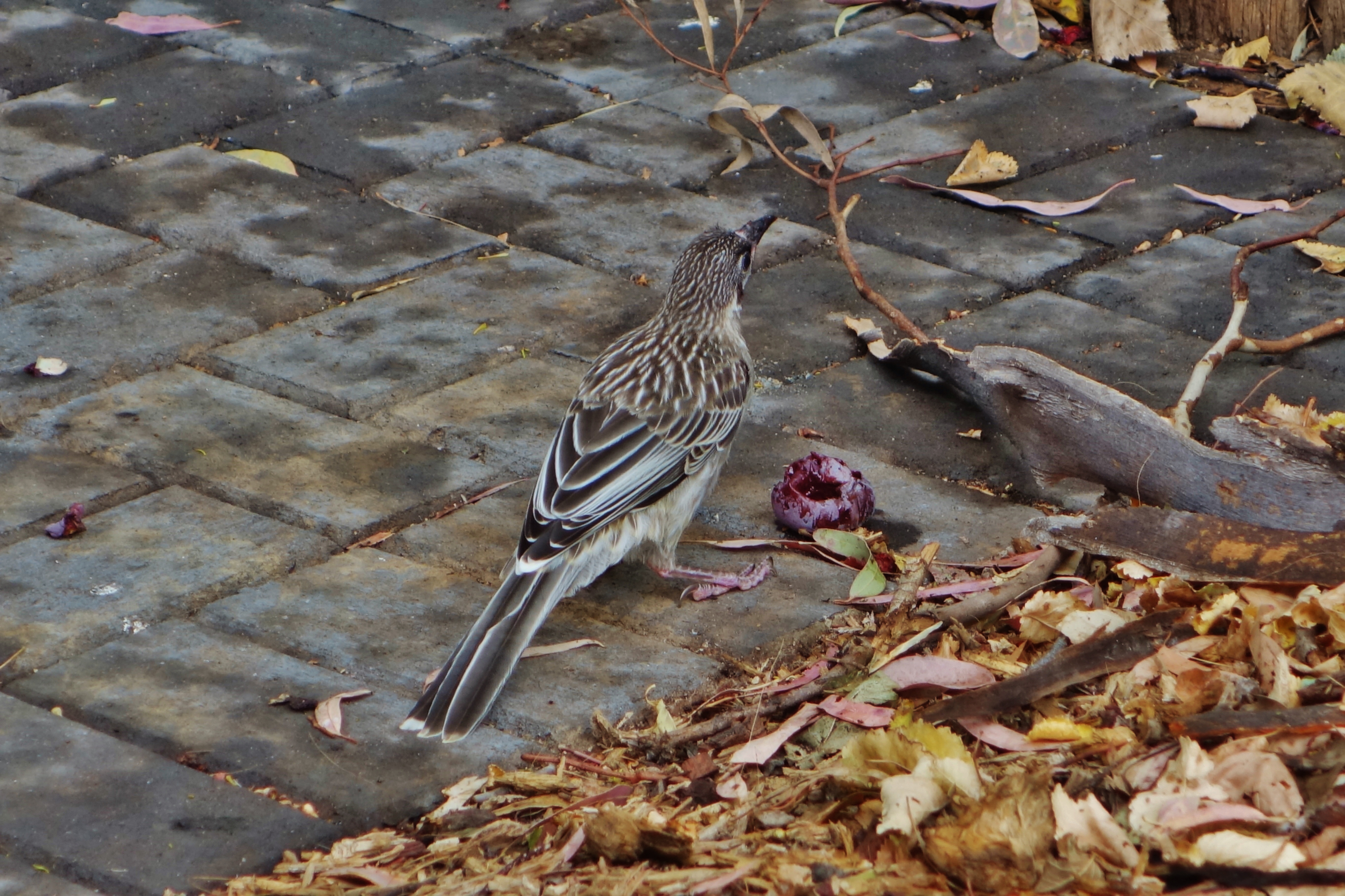 Wild Red Wattlebird