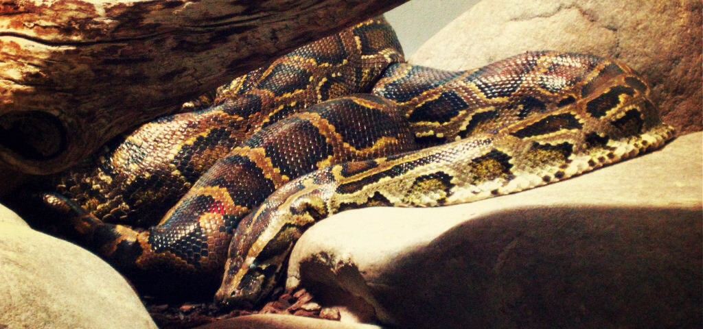 Tigerpython by DecoXX on DeviantArt