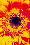 Sun flower 2
