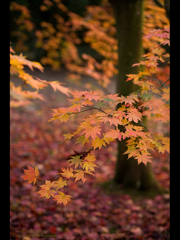 Colour of Autumn