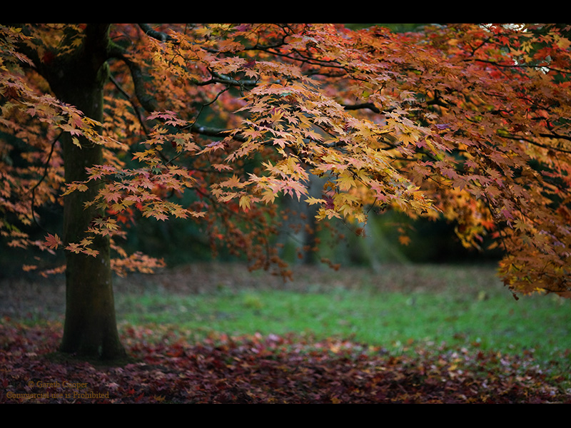 Autumn Falls