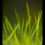 Spring Grass