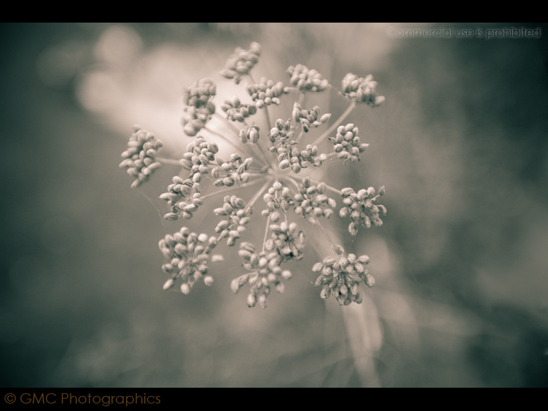 Fennel I