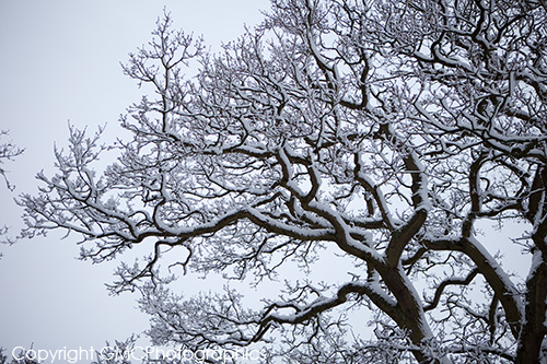 Snow Tree