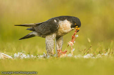 Feeding time - Bird of Prey