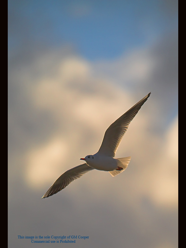 Seagull Over Coate Water