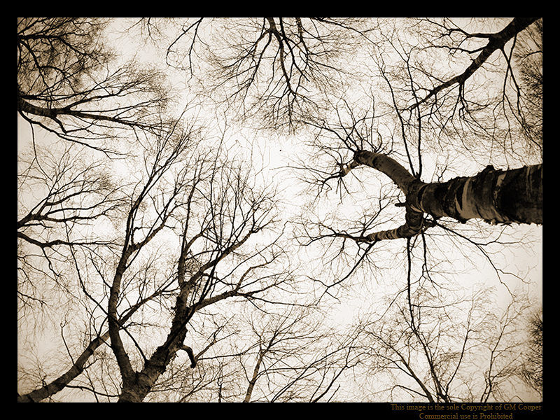 Gothic Trees