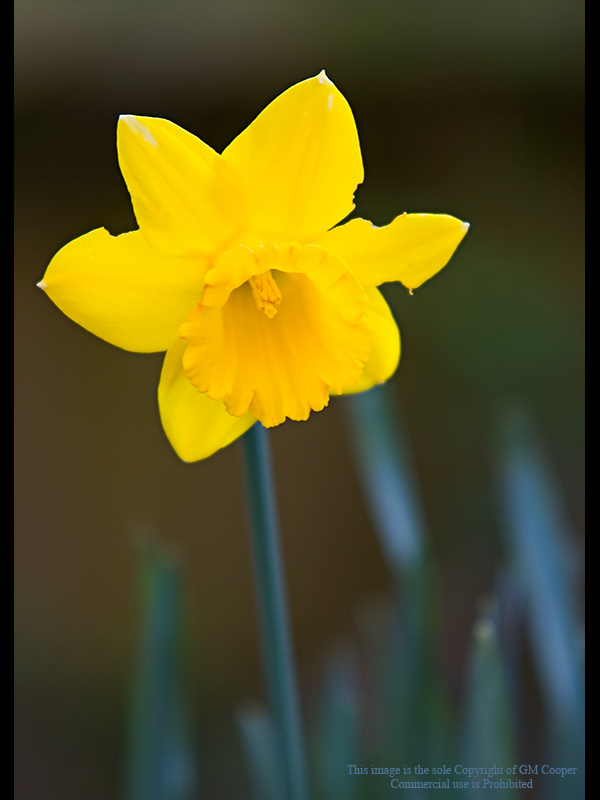 Lone Yellow Daffodill