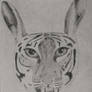 Tiger Hare Hybrid