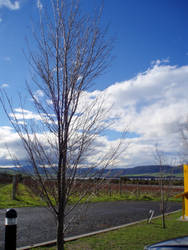 winter tasmanian trees