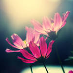 Sharp Flower by CasheeFoo