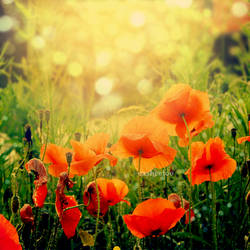 Poppies