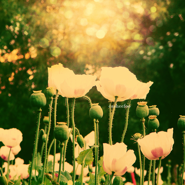 White Flowers