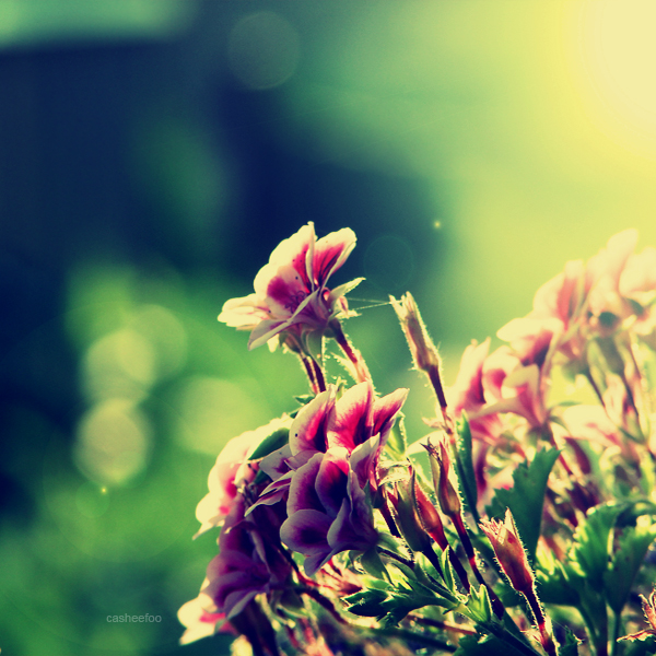 Unknown flowers