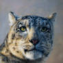 Snow leopard - oil painting