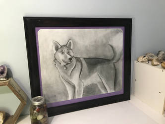 Framed Husky Charcoal Drawing~ 