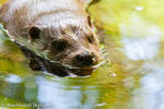 Otter nose by Wachhund
