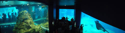 Osaka Ko - Blue.