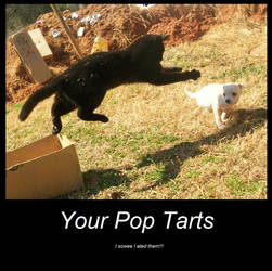 Pop Tarts