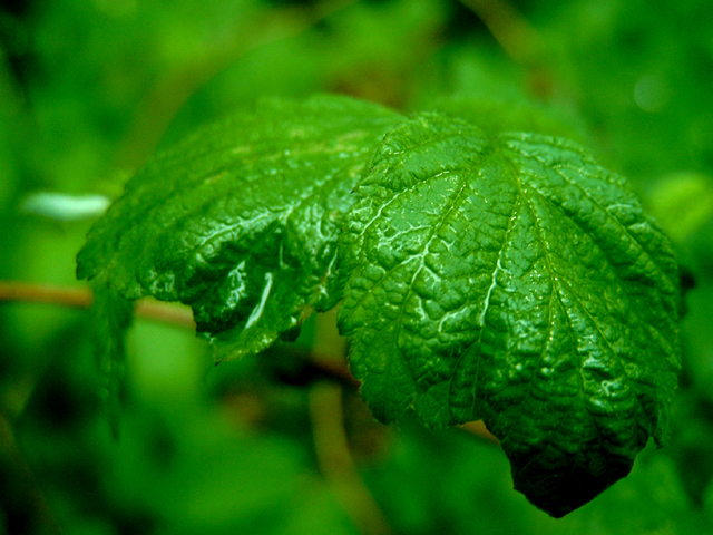 Leaf after Rain