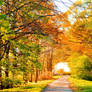 Autumn trees lining driveway