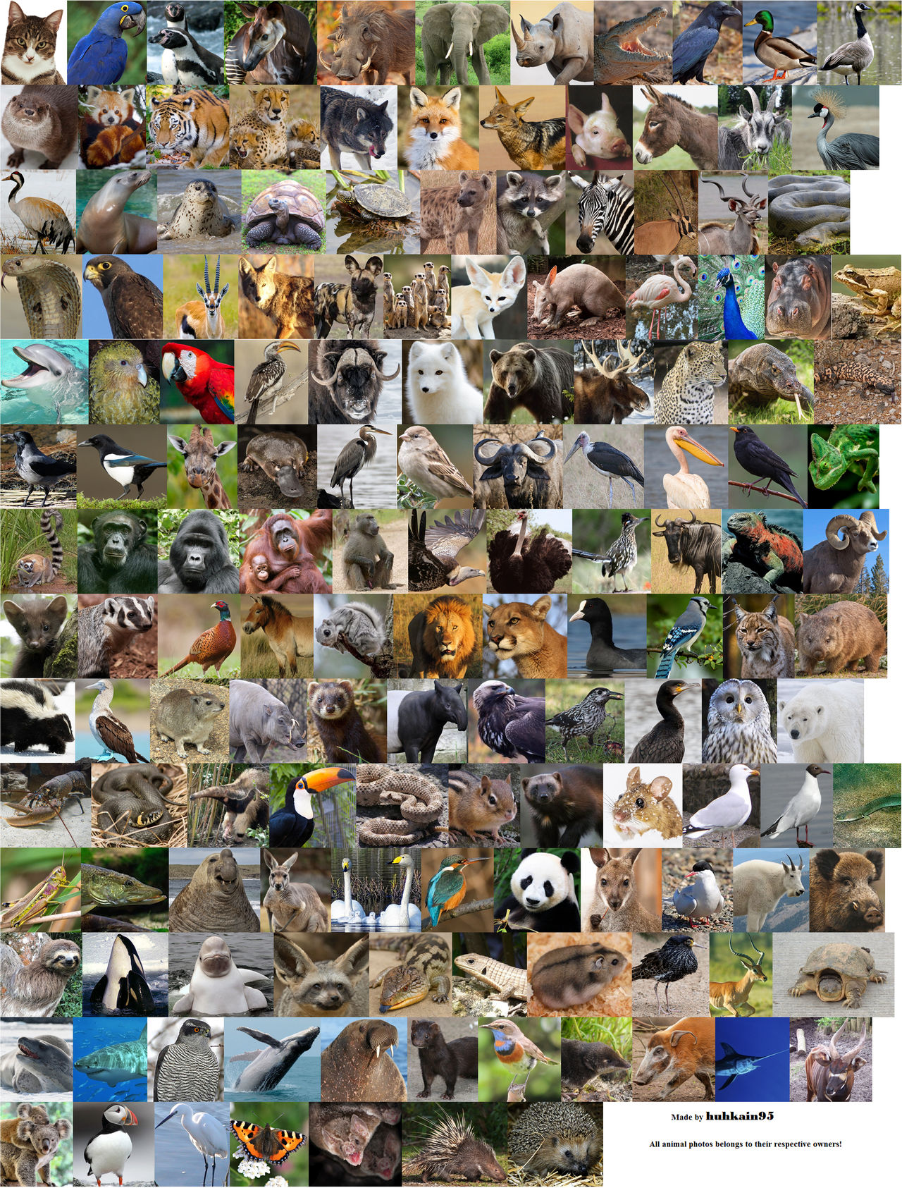 All Animals Deviantart My Favorite Animals by huhkain95 on DeviantArt