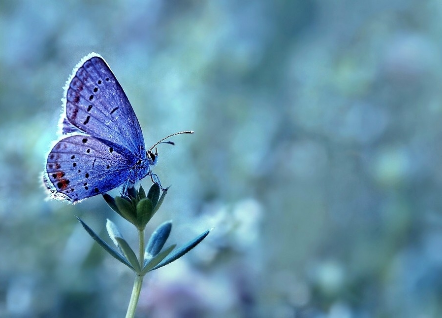 Blue butterfly