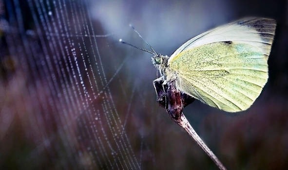 Butterfly beauty