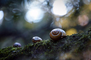 Snails family