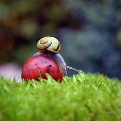 Snail