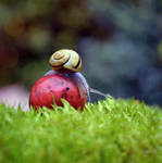 Snail by gorzkaczekoladka