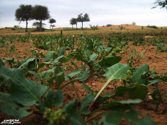 Green Desert2