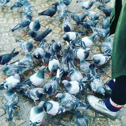 Pigeons 