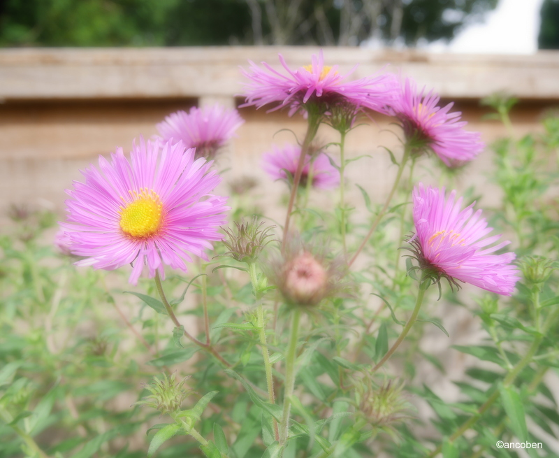 Michaelmas Daisy Barrs Pink